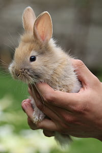 selective focus photography of person holding brown rabbit thumbnail