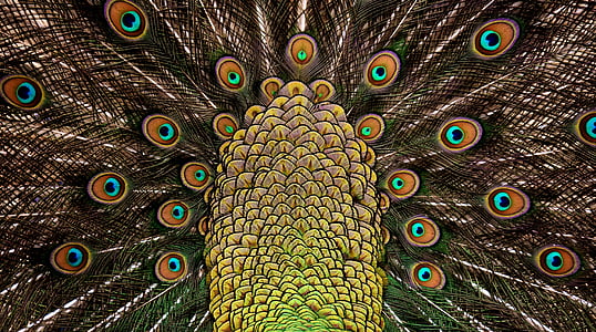 brown and yellow peacock graphic wallpaper thumbnail