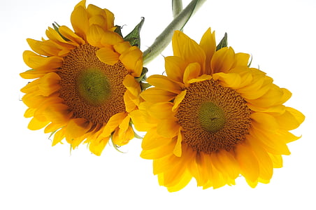 two sunflowers photo thumbnail