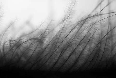 shallow focus photography of black leather plants thumbnail
