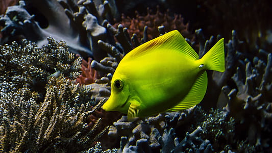 underwater photography of green fish on coral thumbnail