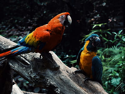 two orange and blue macaws thumbnail