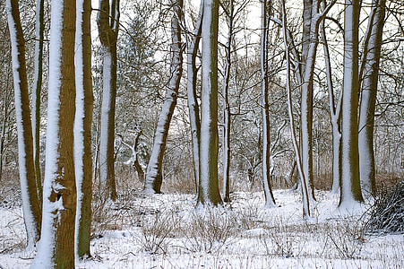 brown trees covered with snow thumbnail