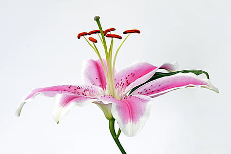 photo of purple and white orchid thumbnail