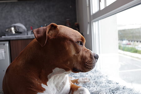 animal, dog, pet, cute thumbnail