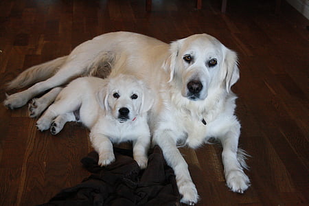 adult light golden retriever with puppy lying on floor thumbnail