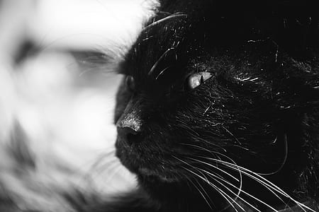 Black Long Coat Cat Grayscale Photography thumbnail