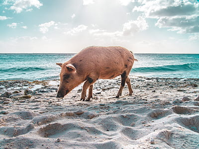 pig on beach thumbnail