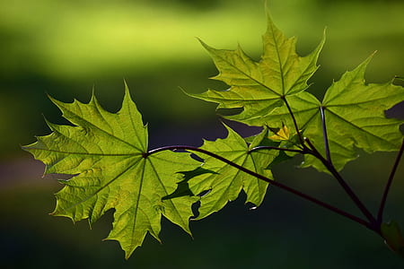 close-up photography of green leaf thumbnail