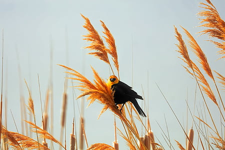 black and yellow bird on beige plant thumbnail