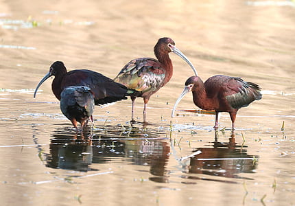 3 Brown and Black Long Beak Bird Eating on Body of Water during Daytime thumbnail