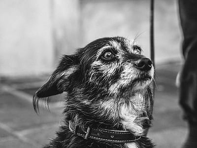 dog wearing black leather collar in grayscale photography thumbnail