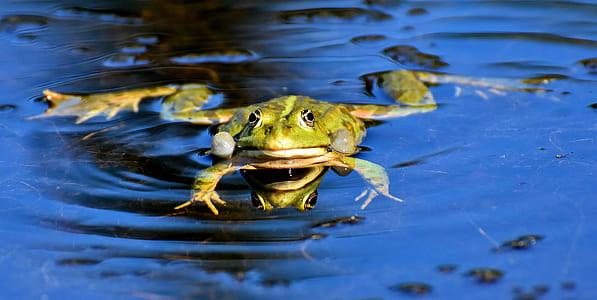 photo of green frog in body of water thumbnail