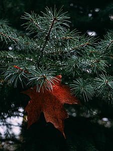 maple leaf with palm tree thumbnail