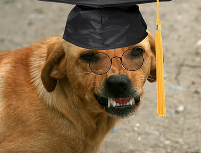 edited photo of dog showing teeth with black graduation cap thumbnail