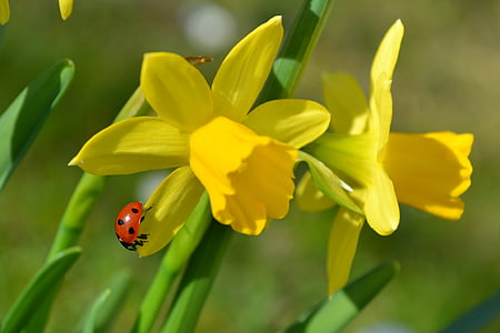 closeup photo of two yellow petaled flowers thumbnail