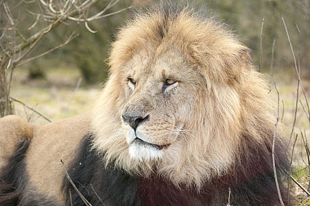 adult lion lying near bare tree during daytime thumbnail