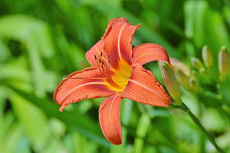 selective focus photo of orange daylily flower thumbnail