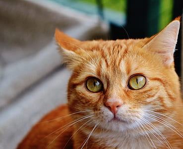 close-up photo of orange tabby cat thumbnail