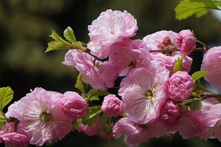 closeup photography of pink cherry blossom flower thumbnail