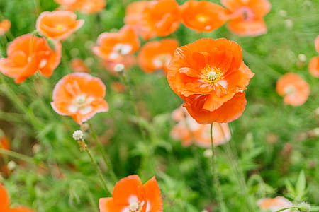 Close-up Photography of Orange Petaled Flowers thumbnail