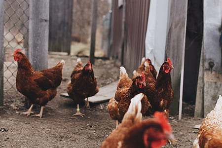 brood of hens thumbnail