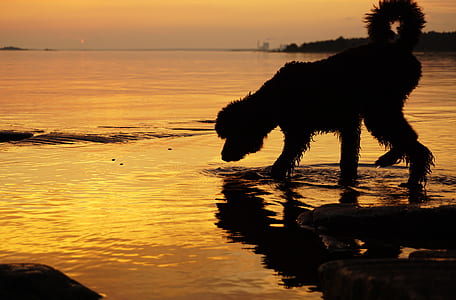 silhouette photography of adult poodle on water thumbnail