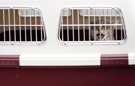 grey cat inside pet carrier thumbnail