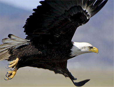 bald eagle flying in the sky thumbnail
