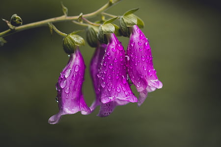 focus photo of purple bell flowers thumbnail