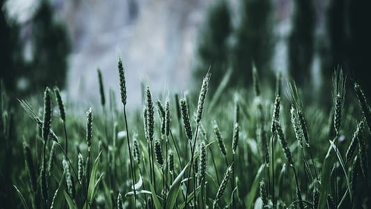 closeup photo of green grass field thumbnail