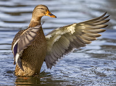 brown and gray duck spreading wings on body of water thumbnail