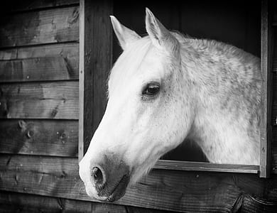 grayscale photo of horse near window thumbnail