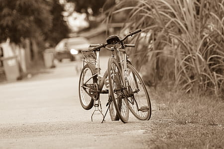 wood, road, street, field thumbnail