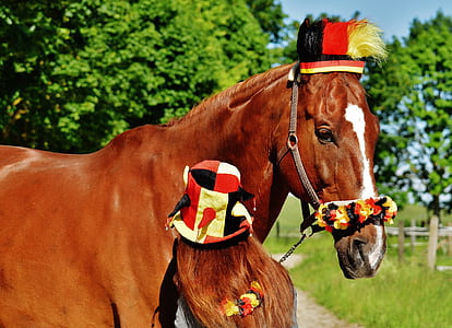 brown horse wearing white and red hat thumbnail