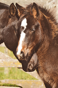 two brown horses thumbnail