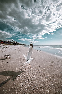 flight of white and black segull during daytime thumbnail