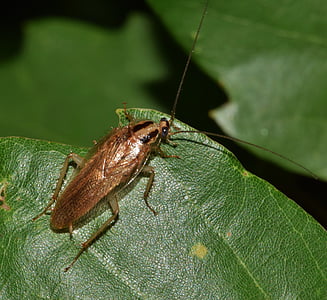 brown cockroach perching on green leaf in close-up photography thumbnail