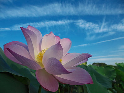 closeup photography of purple and white petaled flower thumbnail