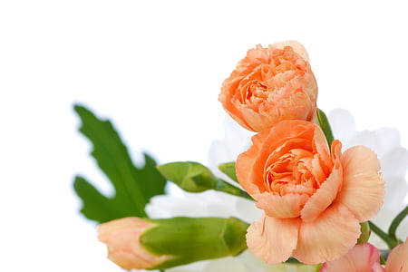 orange petaled flower thumbnail