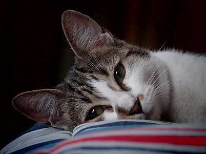 short-fur brown and white cat thumbnail