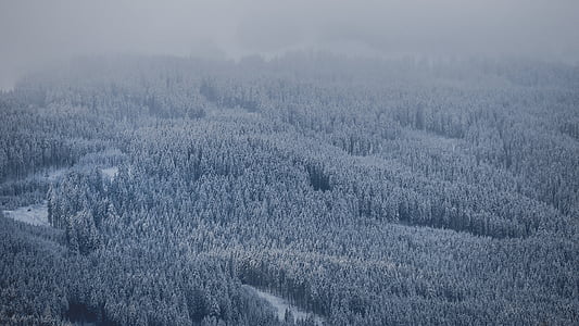 aerial photography of trees covered with snow thumbnail