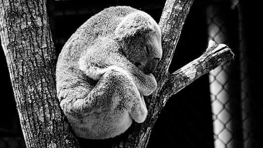 Greyscale Photography of Koala in Between Tree Trunks thumbnail