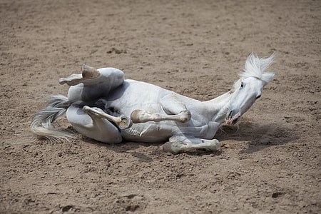 white horse thumbnail