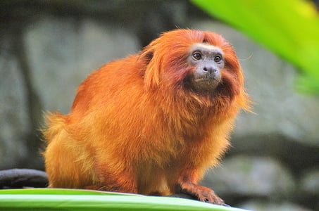 selective focus photography of monkey thumbnail