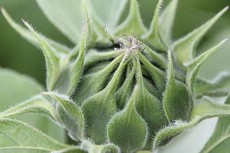 green leave plant thumbnail