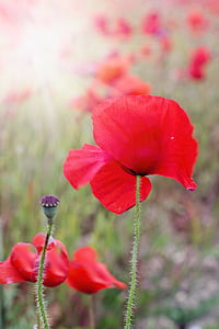red flowers thumbnail