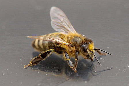 close-up photo of honey bee thumbnail