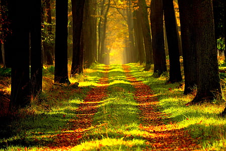 pathway between trees of forest thumbnail