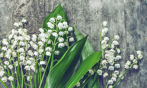wood, nature, flowers, petals thumbnail